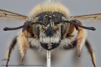 Media type: image;   Entomology 793799 Aspect: head frontal view